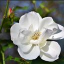 الوردة البيضاء