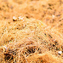 نجيل الهند<