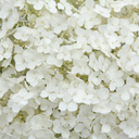 الورود البيضاء